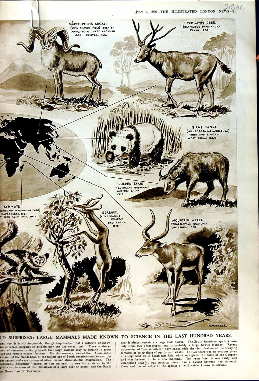 Old Vintage Print 1950 Australia Megalith-Builders Termites Queen Mary 20th