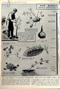 Old Vintage Print 1950 Vegitation Plants Theatre Saville Adelphi Science 20th