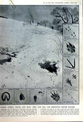 Old Vintage Print 1950 Animal Tracks Snow Mycenean Greek Jars Lion Gate 20th