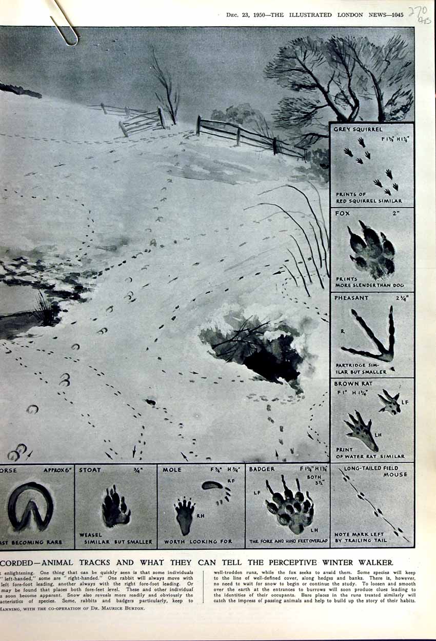 Old Vintage Print 1950 Animal Tracks Snow Mycenean Greek Jars Lion Gate 20th