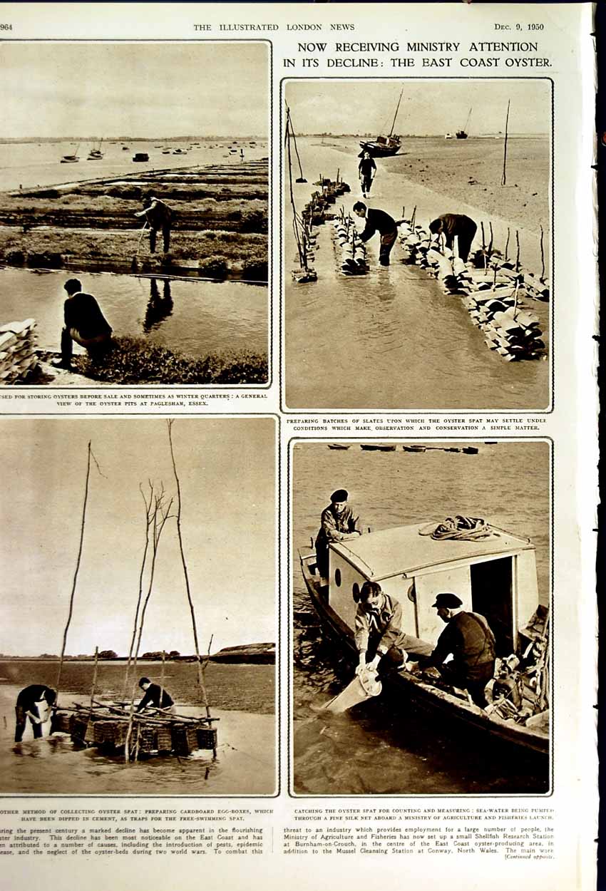 Old Vintage Print 1950 Floods New York Brooklyn Bridge Paglesham Oyster 20th