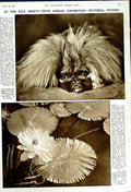 Original Old Vintage Print 1950 Penguins Conclave Flower Dog R.P.S Exhibition