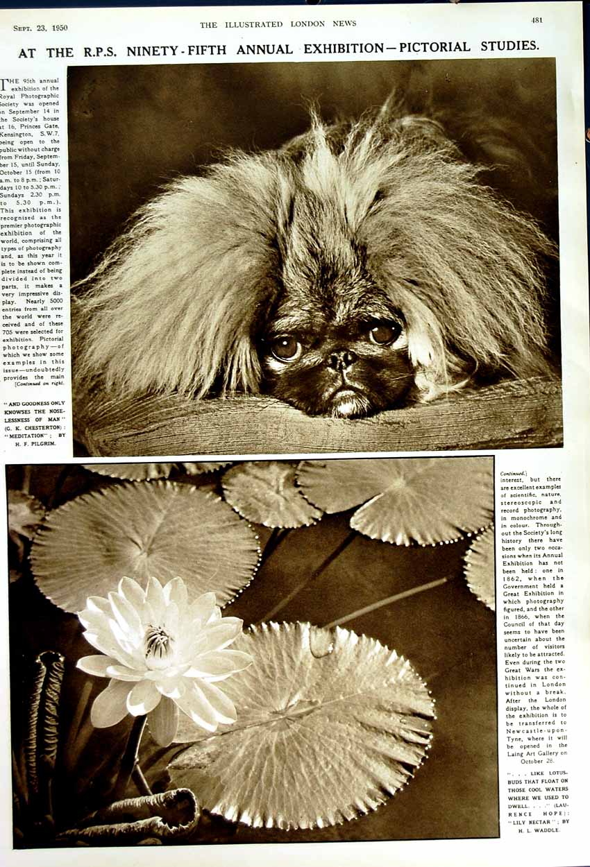 Original Old Vintage Print 1950 Penguins Conclave Flower Dog R.P.S Exhibition