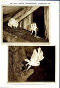 Old Vintage Print 1950 Farnborough Air Display Jet R.P.S Owl Exhibition 20th