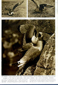 Old Vintage Print 1949 Sea Birds Arctic Skuas Kittiwakes Bickering Nature 20th