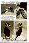Original Old Vintage Print 1949 Sea Birds Puffins Female Shag Cormorant Nature