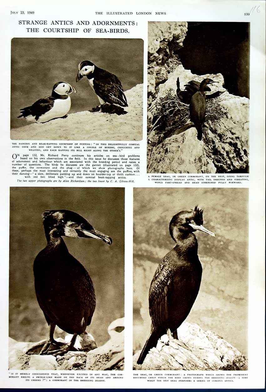 Original Old Vintage Print 1949 Sea Birds Puffins Female Shag Cormorant Nature