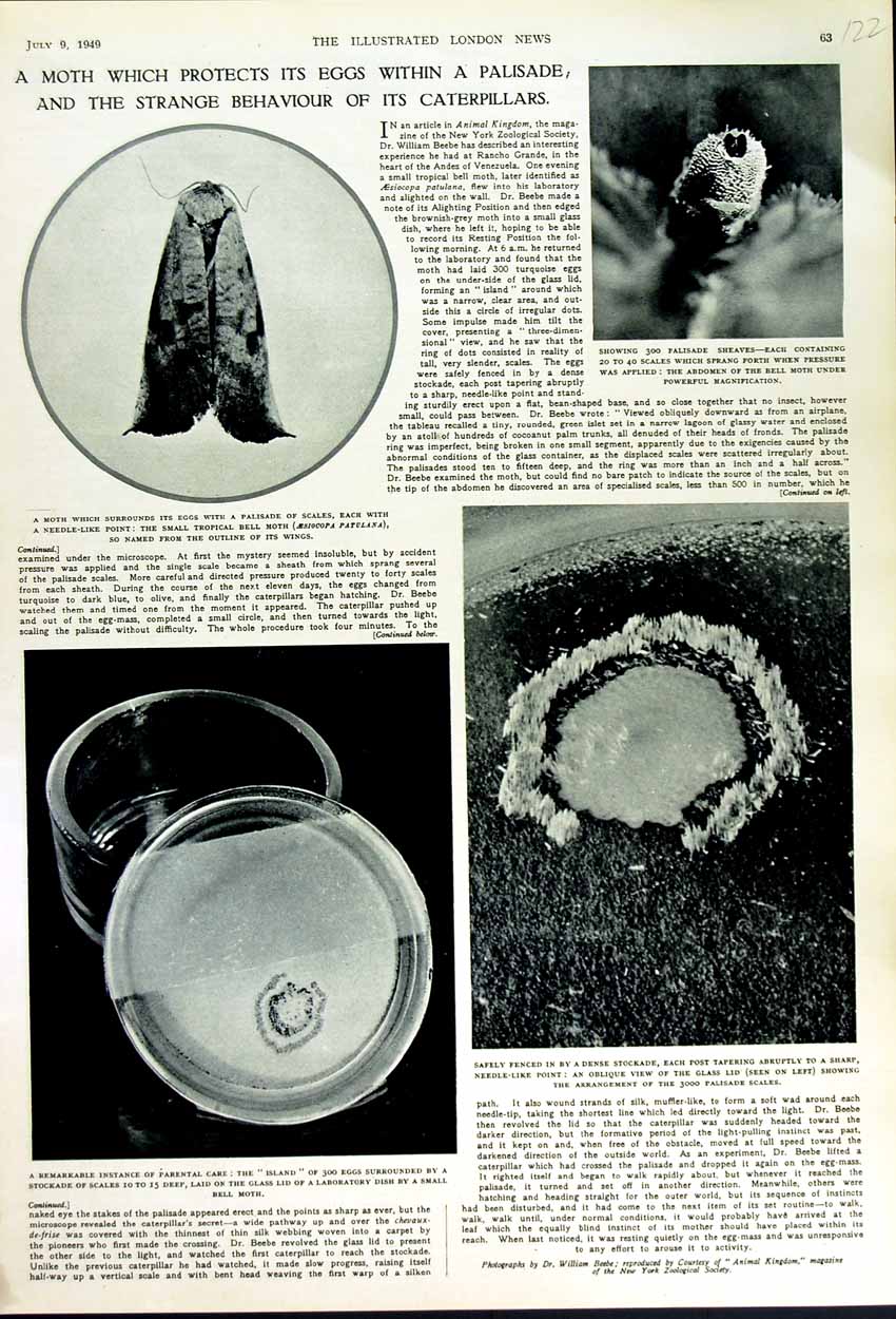 Old Vintage Print 1949 Moth Palisade Caterpillars Laboratory Dish Scales 20th