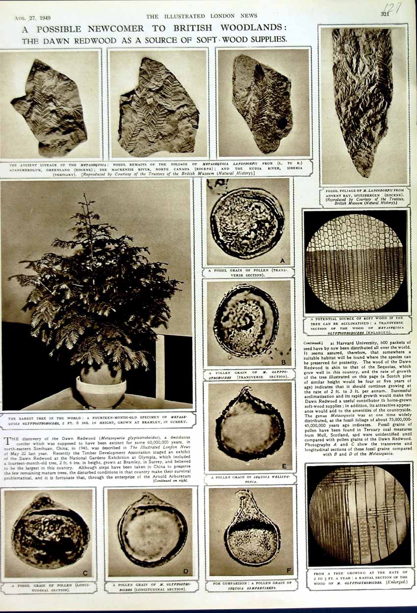 Old Vintage Print 1949 British Woodland Welling-Tonia Pollen Tree Fossil 20th