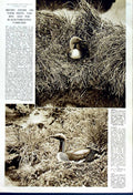 Original Old Vintage Print 1949 British Divers Nest Red Black-Throated Birds