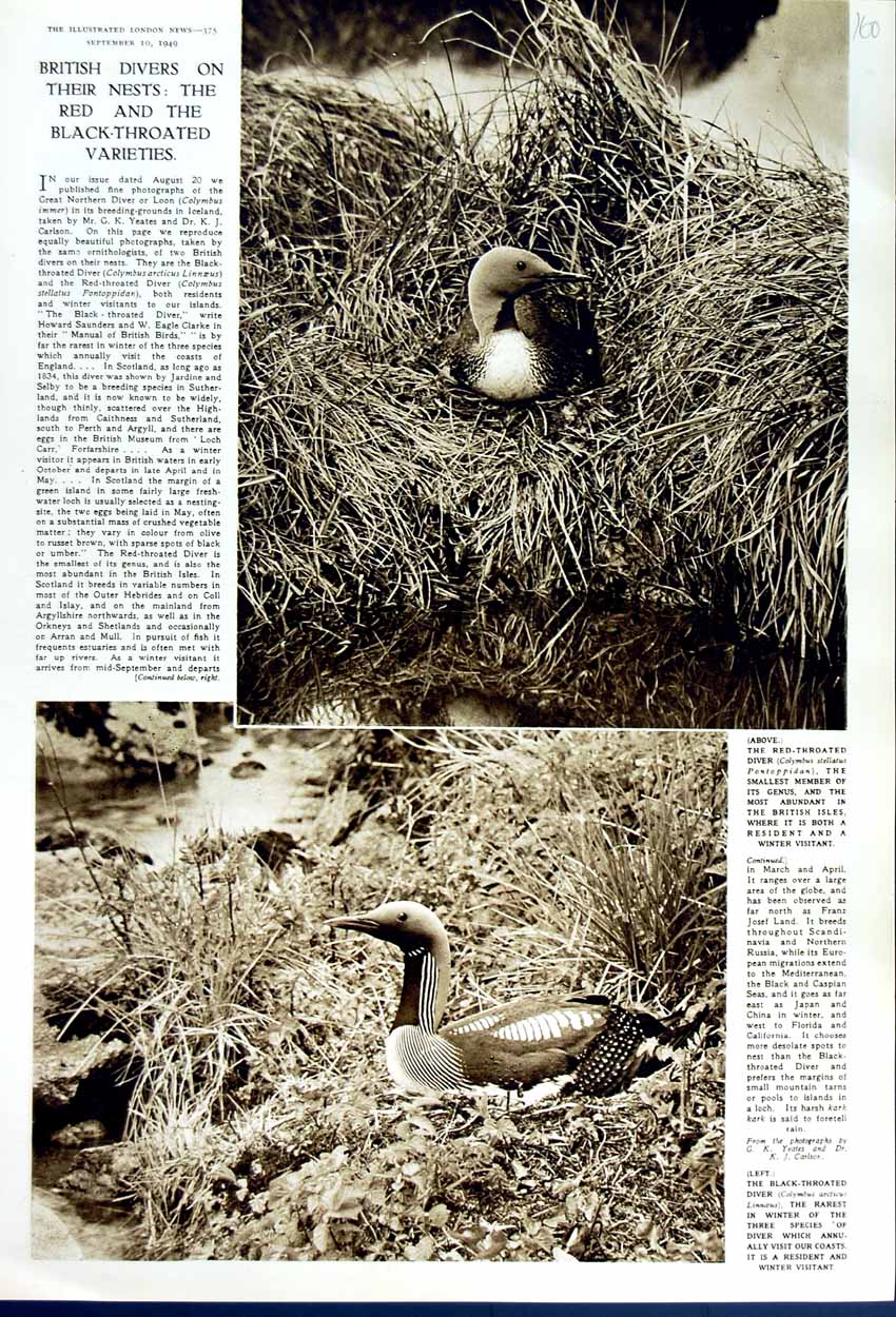 Original Old Vintage Print 1949 British Divers Nest Red Black-Throated Birds
