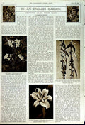 Original Old Vintage Print 1949 English Garden Lillies Flowers Lilium Auratum