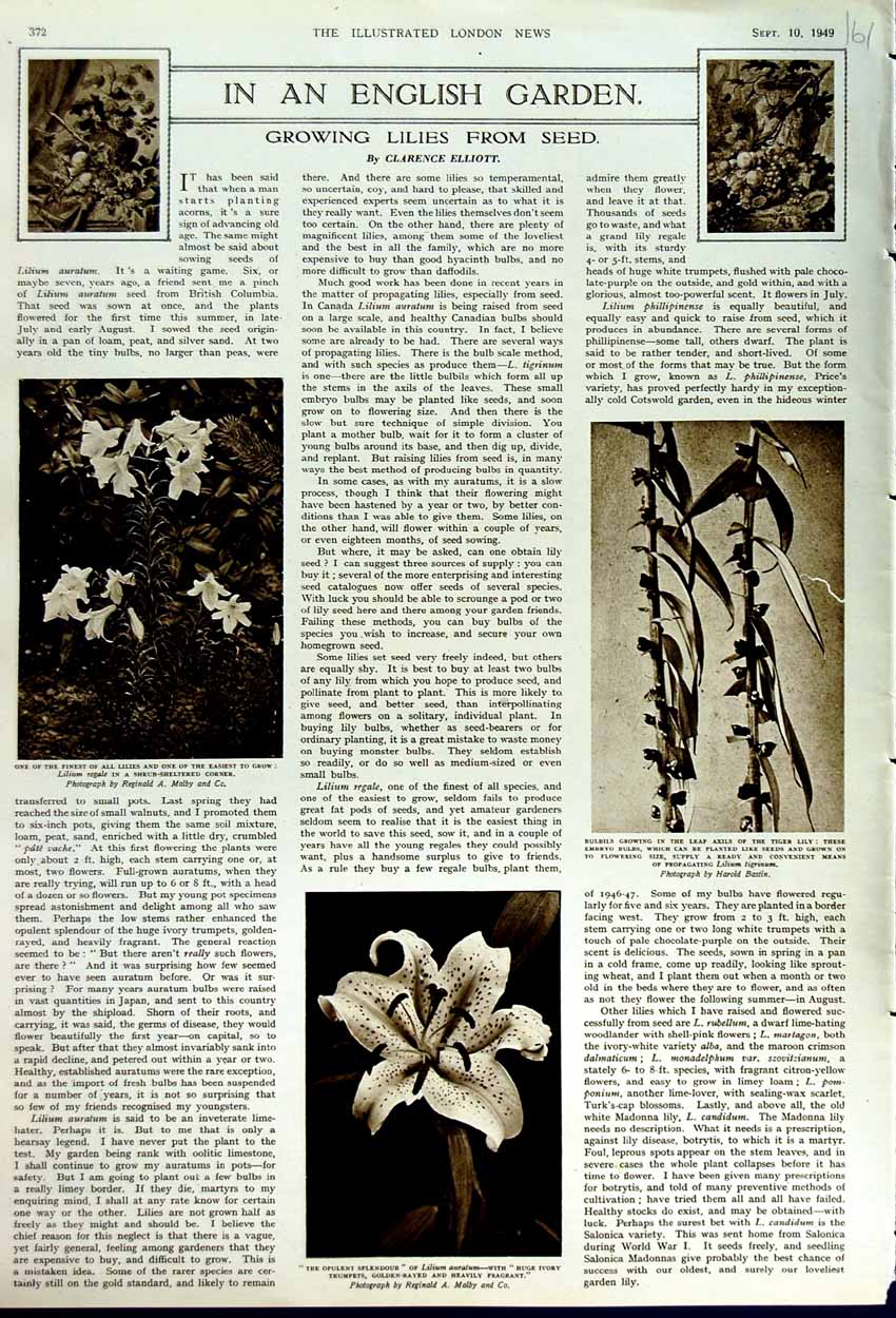 Original Old Vintage Print 1949 English Garden Lillies Flowers Lilium Auratum