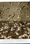 Old Vintage Print 1949 Black-Backed Seagulls Birds Cornish Coast England 20th
