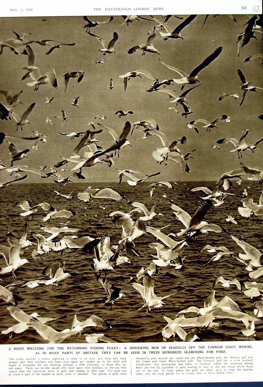 Old Vintage Print 1949 Black-Backed Seagulls Birds Cornish Coast England 20th