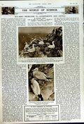 Old Vintage Print 1949 Archaeology Azarbaijan Aegean Sea Birds Gannets 20th
