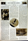 Original Old Vintage Print 1949 Barnard Castle James'S Church Sea Birds Fulmar