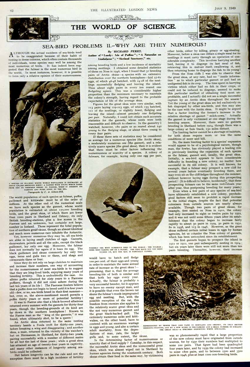 Original Old Vintage Print 1949 Barnard Castle James'S Church Sea Birds Fulmar