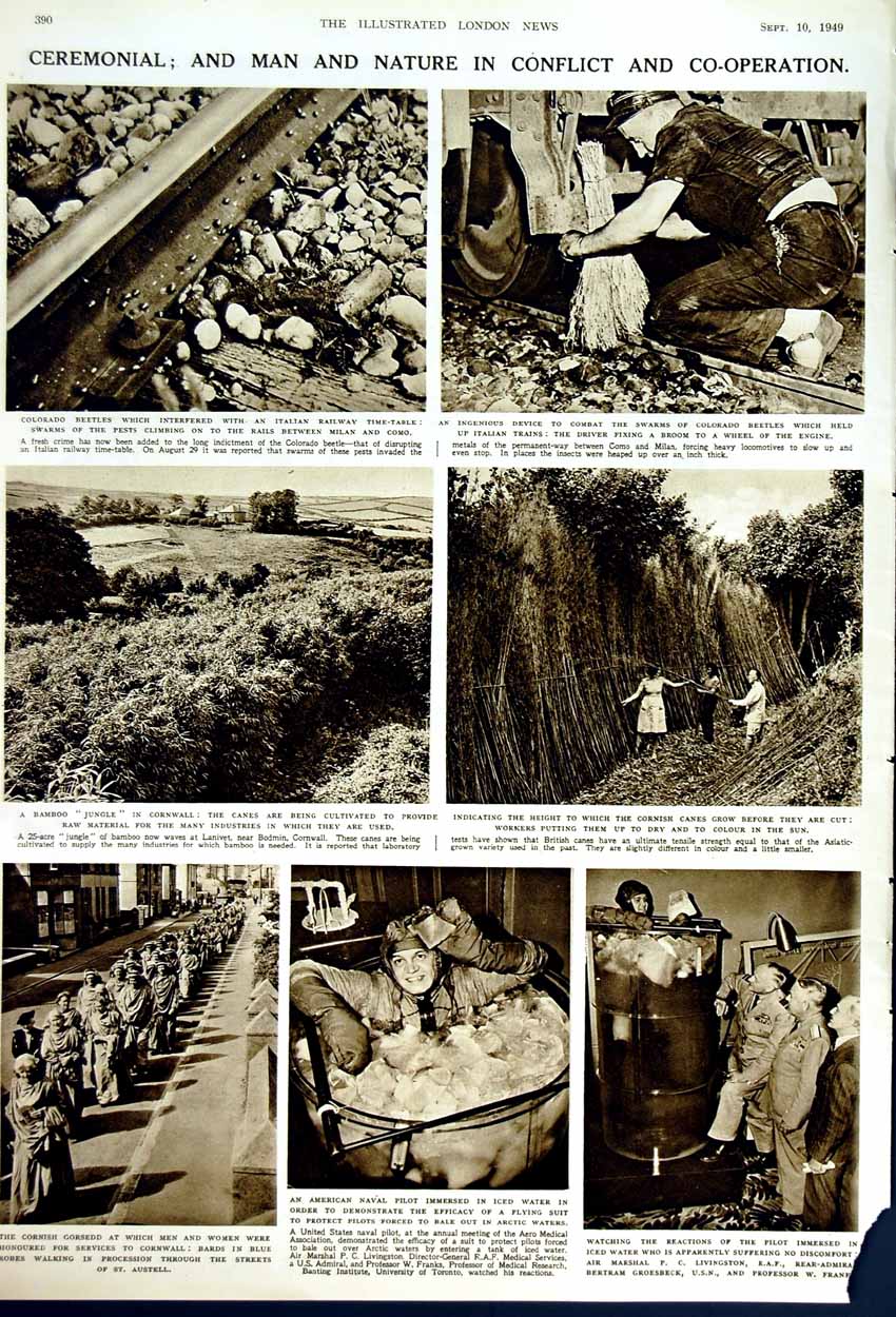 Old Vintage Print 1949 Royal Family Edinburgh Festival Jungle Cornwall 20th