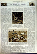 Antique Old Print 1949 Belgian Sand Art Ransbeek Dolphins Mammals Badgers 20th