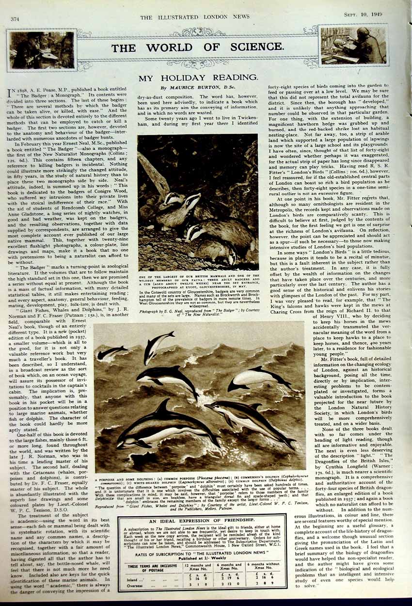 Antique Old Print 1949 Belgian Sand Art Ransbeek Dolphins Mammals Badgers 20th