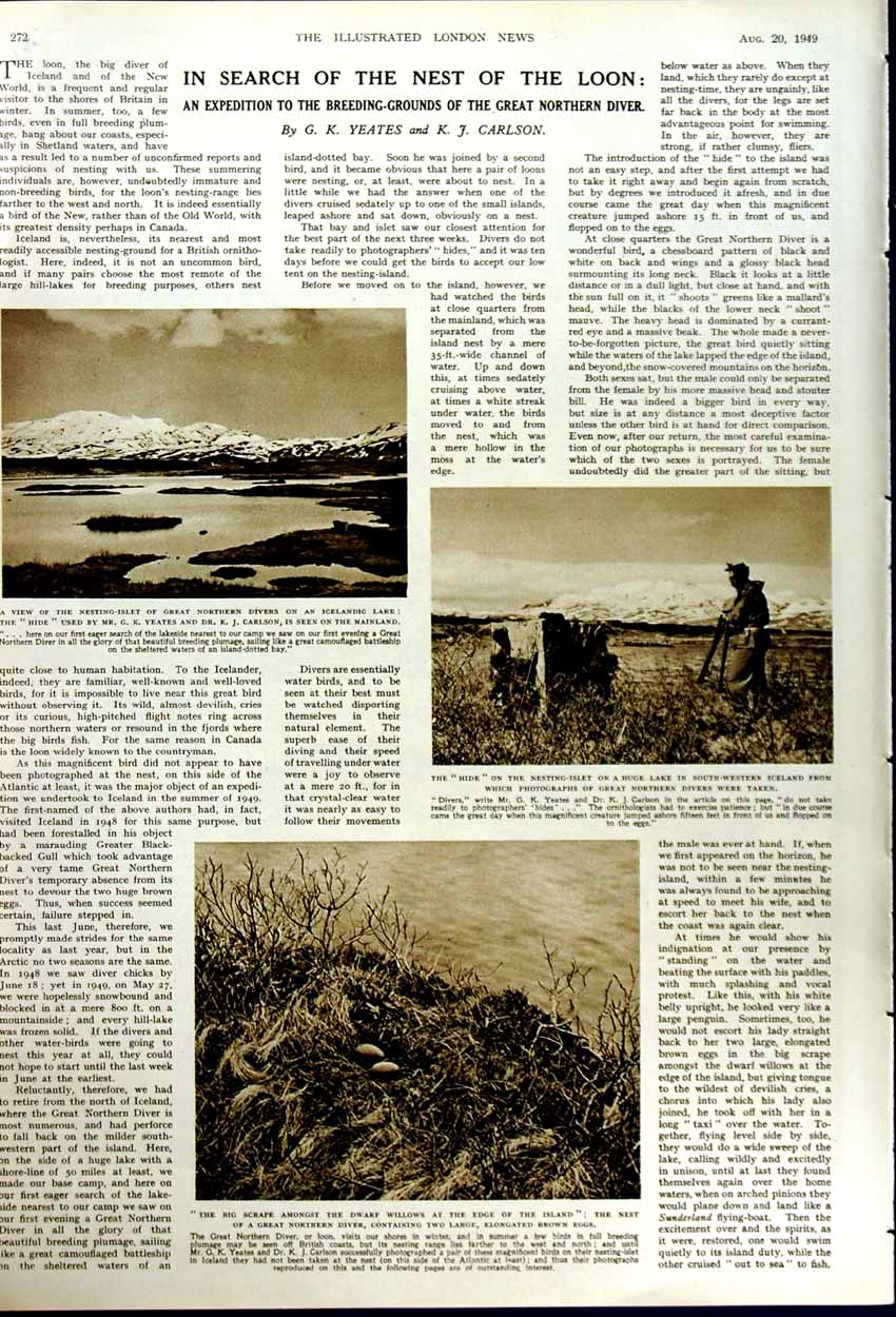 Old Vintage Print 1949 Salmon Fishing River Tweed Trout Devon Birds Eggs 20th