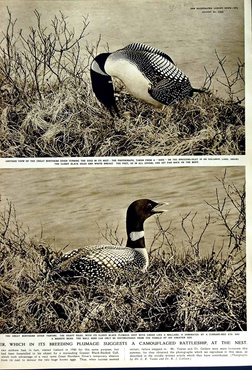 Old Vintage Print 1949 Great Northern Diver Bird Duck Nest Iceland Lake 20th
