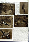 Old Vintage Print 1949 Nature Turtle Dove Rabbit Badgers Otter Owl Fox 20th