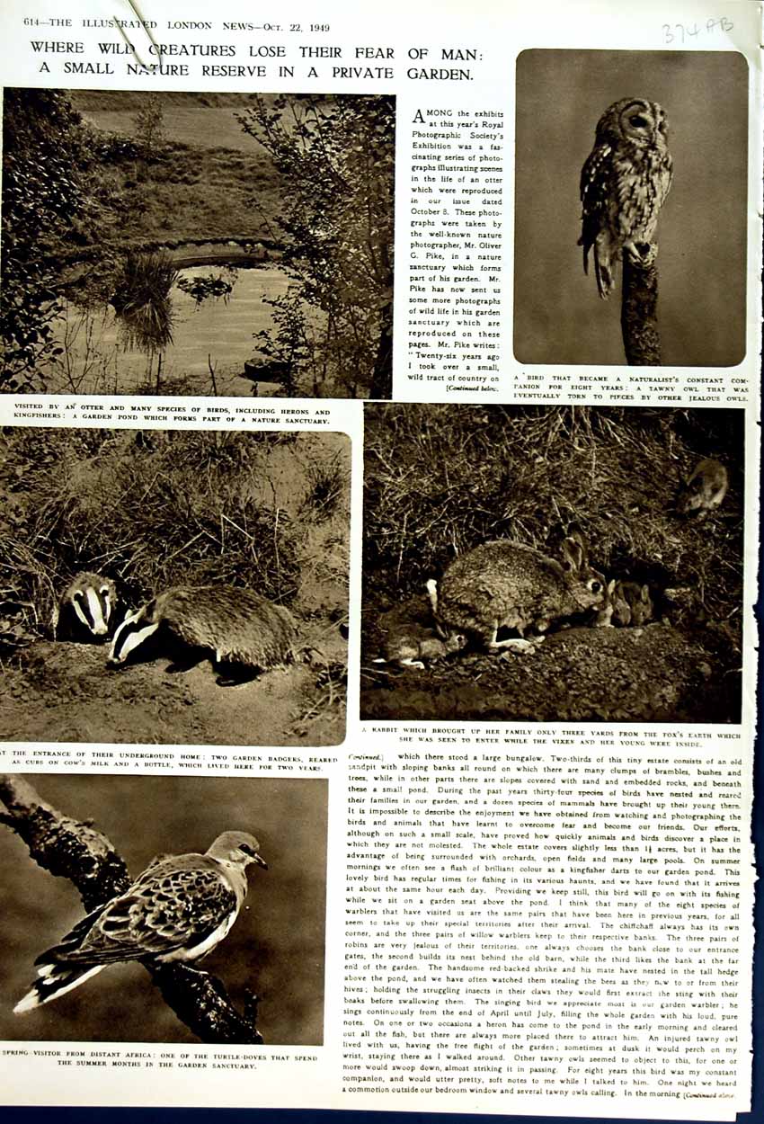 Old Vintage Print 1949 Nature Turtle Dove Rabbit Badgers Otter Owl Fox 20th