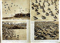 Original Old Vintage Print 1949 Birds Redshanks Oyster Catchers Dunlins Nature