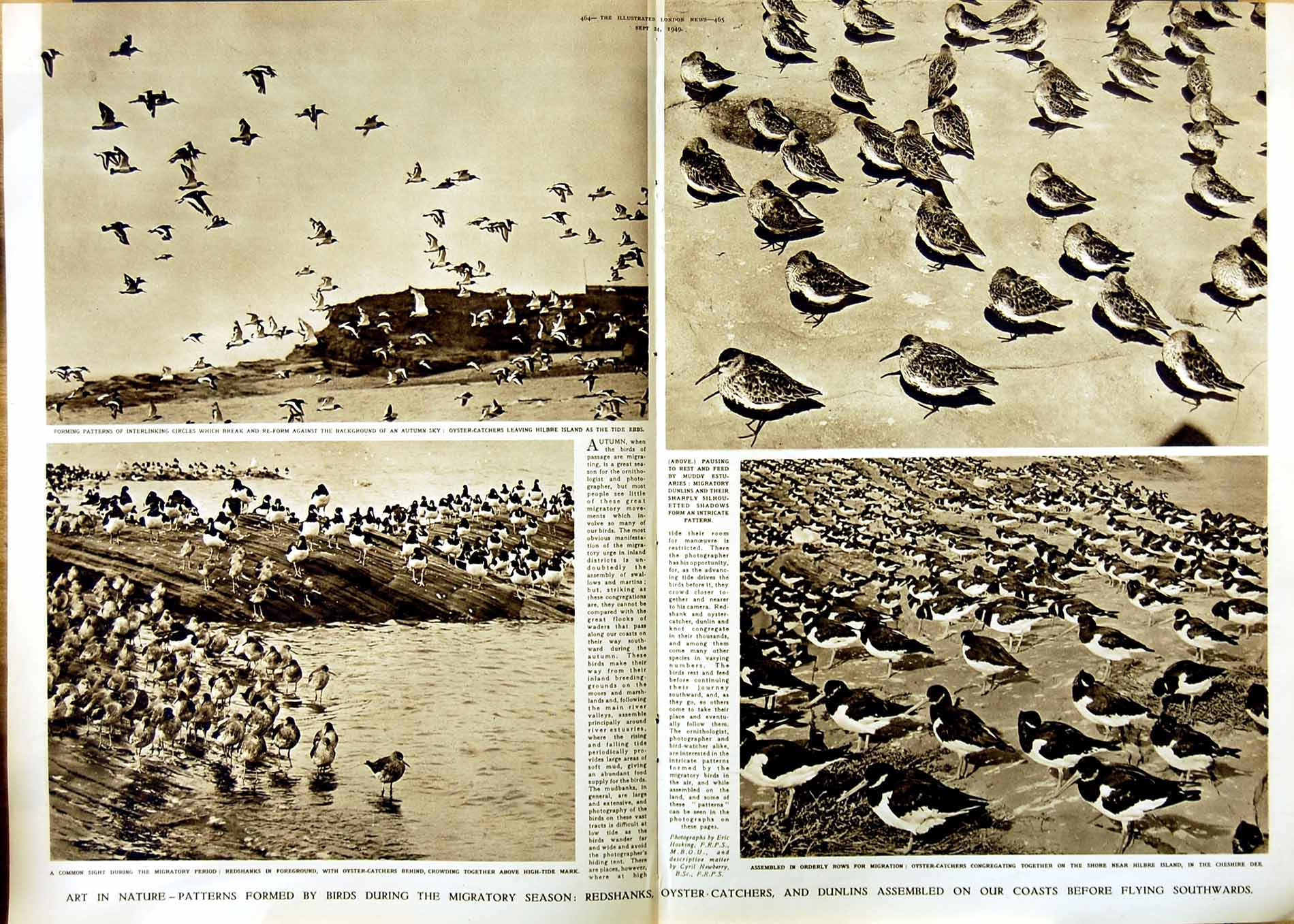 Original Old Vintage Print 1949 Birds Redshanks Oyster Catchers Dunlins Nature