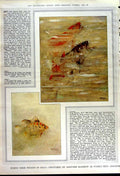 Original Old Vintage Print 1949 Fruit Flower Jan Van Huysum Gfish Sunfish 20th