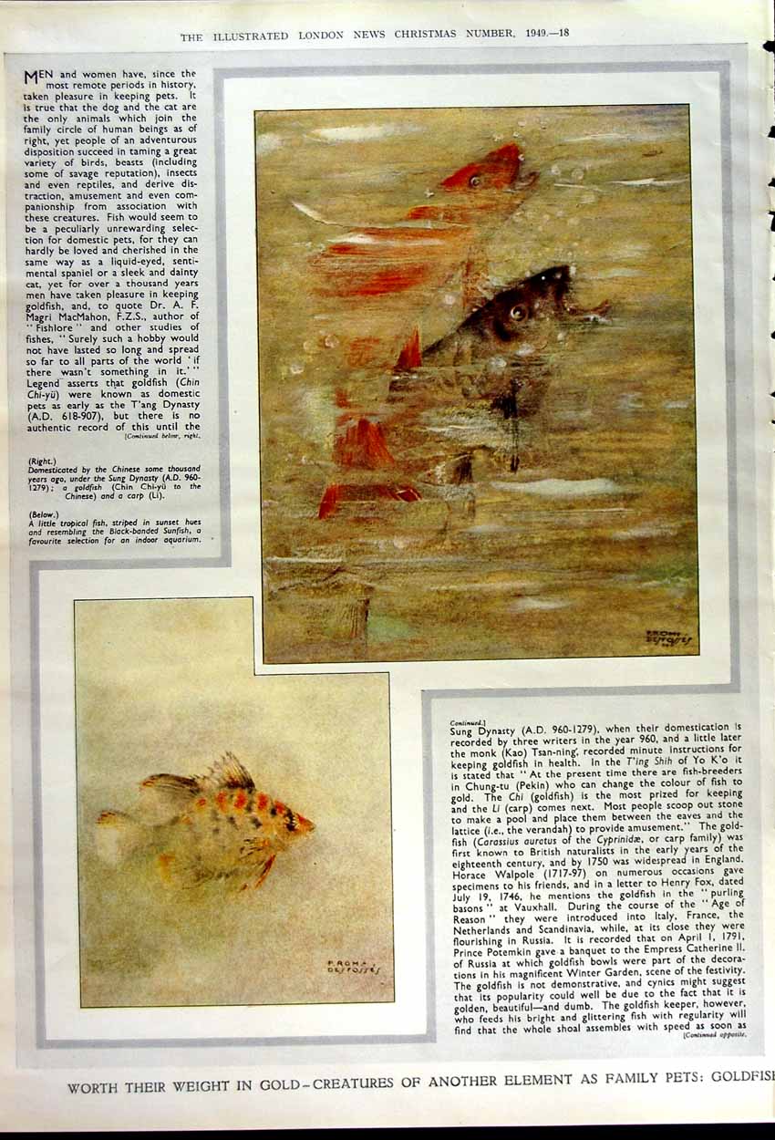 Original Old Vintage Print 1949 Fruit Flower Jan Van Huysum Gfish Sunfish 20th