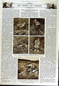 Original Old Vintage Print 1951 Science Nature Birds Nest Greenshank Thompson