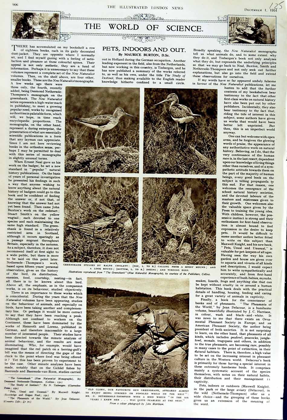 Original Old Vintage Print 1951 Science Nature Birds Nest Greenshank Thompson