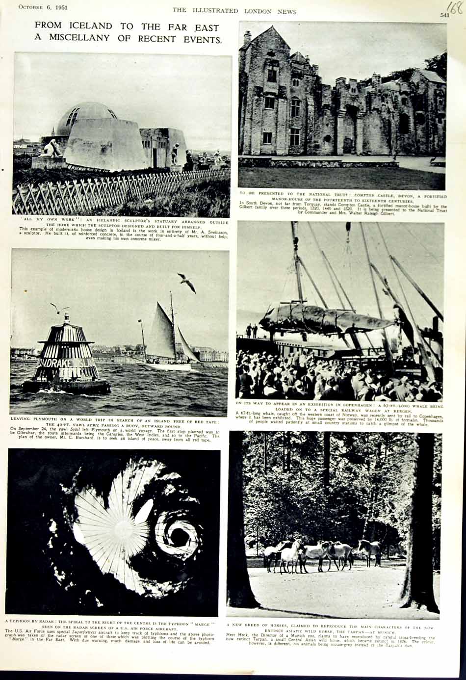 Original Old Vintage Print 1951 Typhoon Horses Tarpan Munich Plymouth Iceland