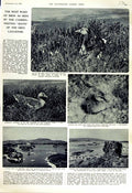 Original Old Vintage Print 1951 Grey Lag Goose Gosling Loch Uist Eggs Scotland