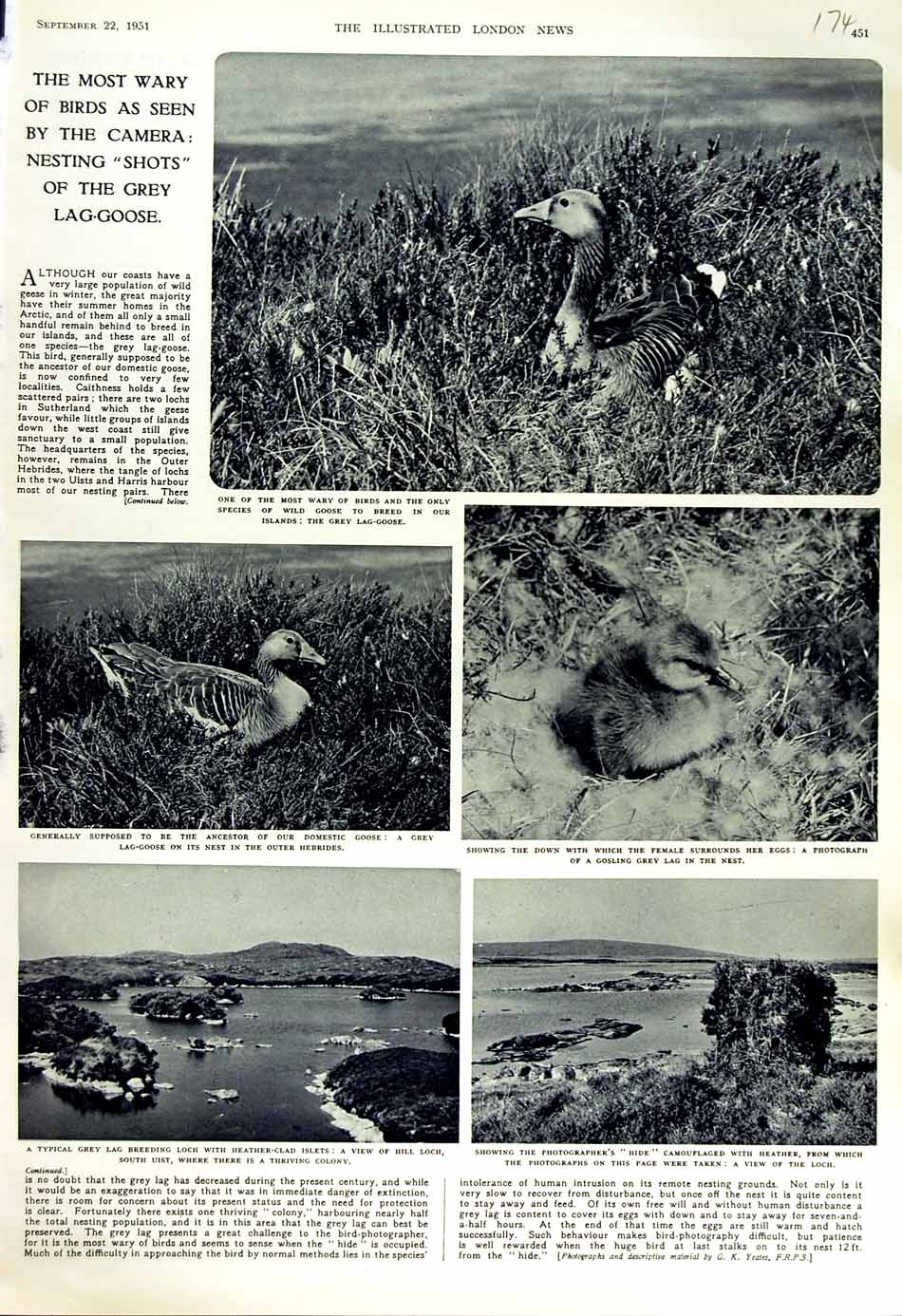 Original Old Vintage Print 1951 Grey Lag Goose Gosling Loch Uist Eggs Scotland