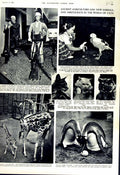Old Vintage Print 1951 Whipsnade Zoo Giraffe Science Museum Penguin Cats 20th