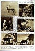 Old Vintage Print 1951 Stubbs Art Animal Painter Liverpool Walker Gallery 20th