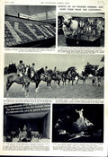 Original Old Vintage Print 1951 Horse Show Shrewsbury Olympia Boboli Oberon