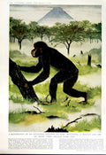 Old Vintage Print 1951 Princess Elizabeth Truman Canada Proconsul Monkey 20th