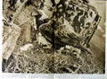 Original Old Vintage Print 1951 Gen Eagle British Bird Prey Chicks Nest Higham