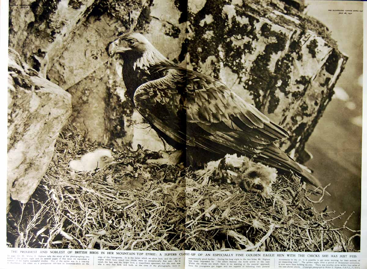 Original Old Vintage Print 1951 Gen Eagle British Bird Prey Chicks Nest Higham