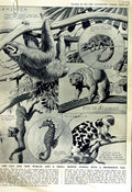 Old Vintage Print 1951 Marine Animal Cuscus Potto Porcupine Church Mary 20th