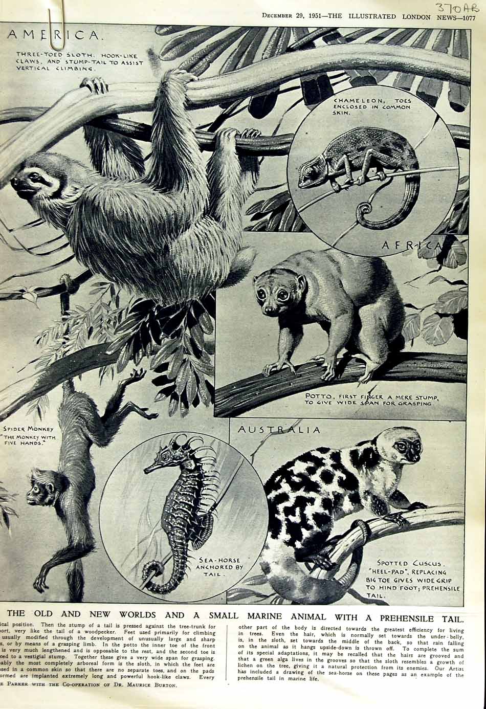 Old Vintage Print 1951 Marine Animal Cuscus Potto Porcupine Church Mary 20th