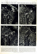 Original Old Vintage Print 1951 Cuckoo Birds Meadow-Pipit Nature Trees Chess
