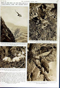 Original Old Vintage Print 1952 Scotland Mountains Gen Eagle Nest Eaglet Tree