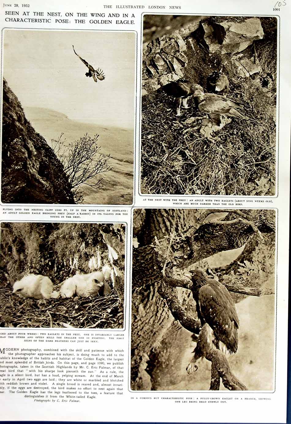Original Old Vintage Print 1952 Scotland Mountains Gen Eagle Nest Eaglet Tree