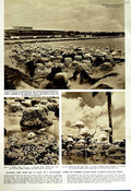Original Old Vintage Print 1952 Falmingo Eggs Island Florida Hialeah Racecourse